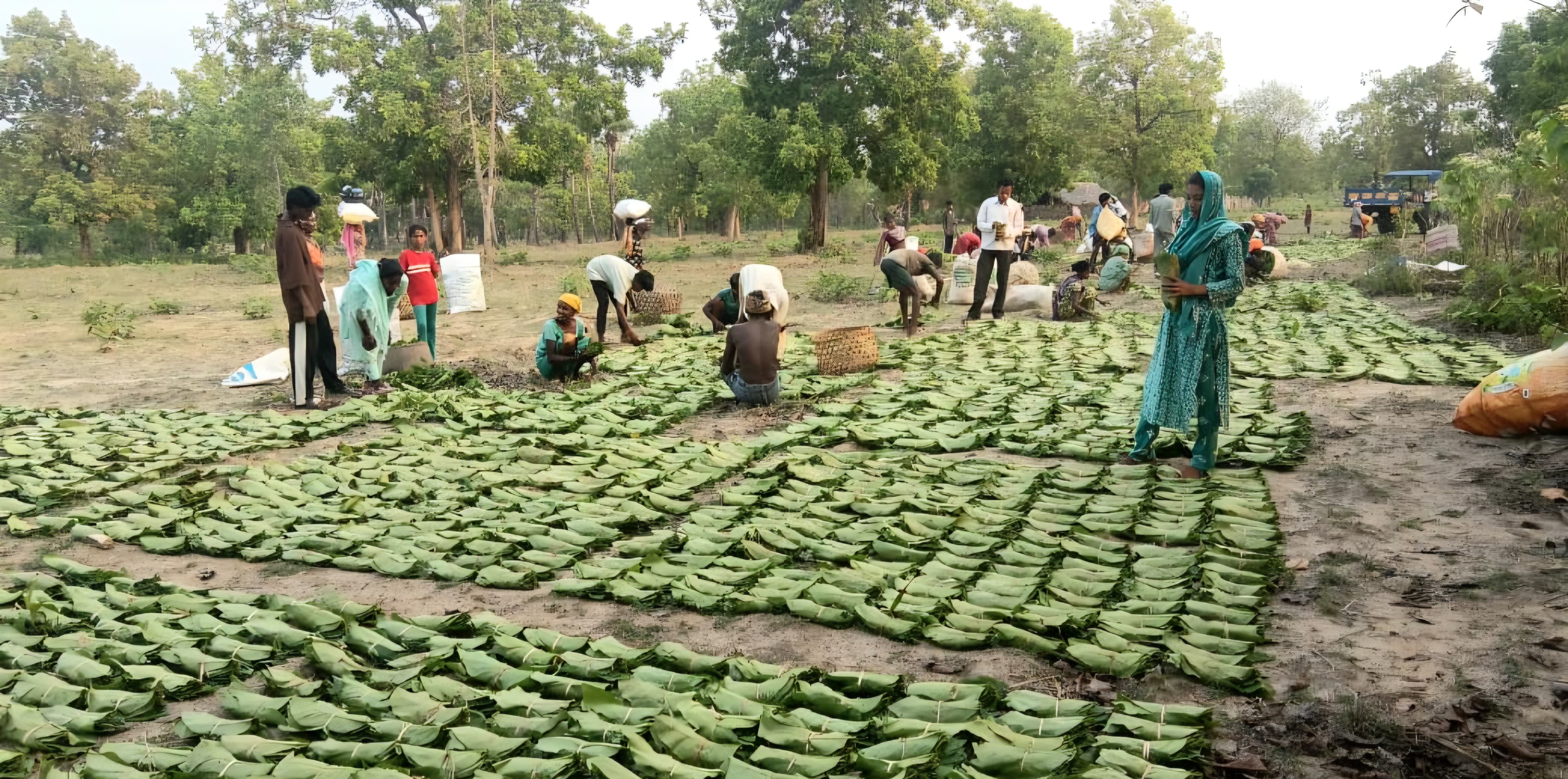 सुकमा में तेंदूपत्ता संग्रहण जारी, 35 हजार से अधिक बोरे का हुआ संग्रहण 