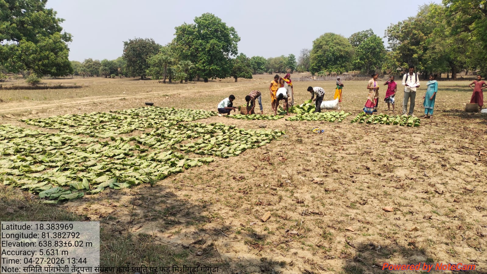 गोगुंडा की पहाड़ियों पर तेंदूपत्ता संग्रहण से बदली तस्वीर — कभी नक्सल गढ़ रहा क्षेत्र अब आजीविका और विकास का नया केंद्र